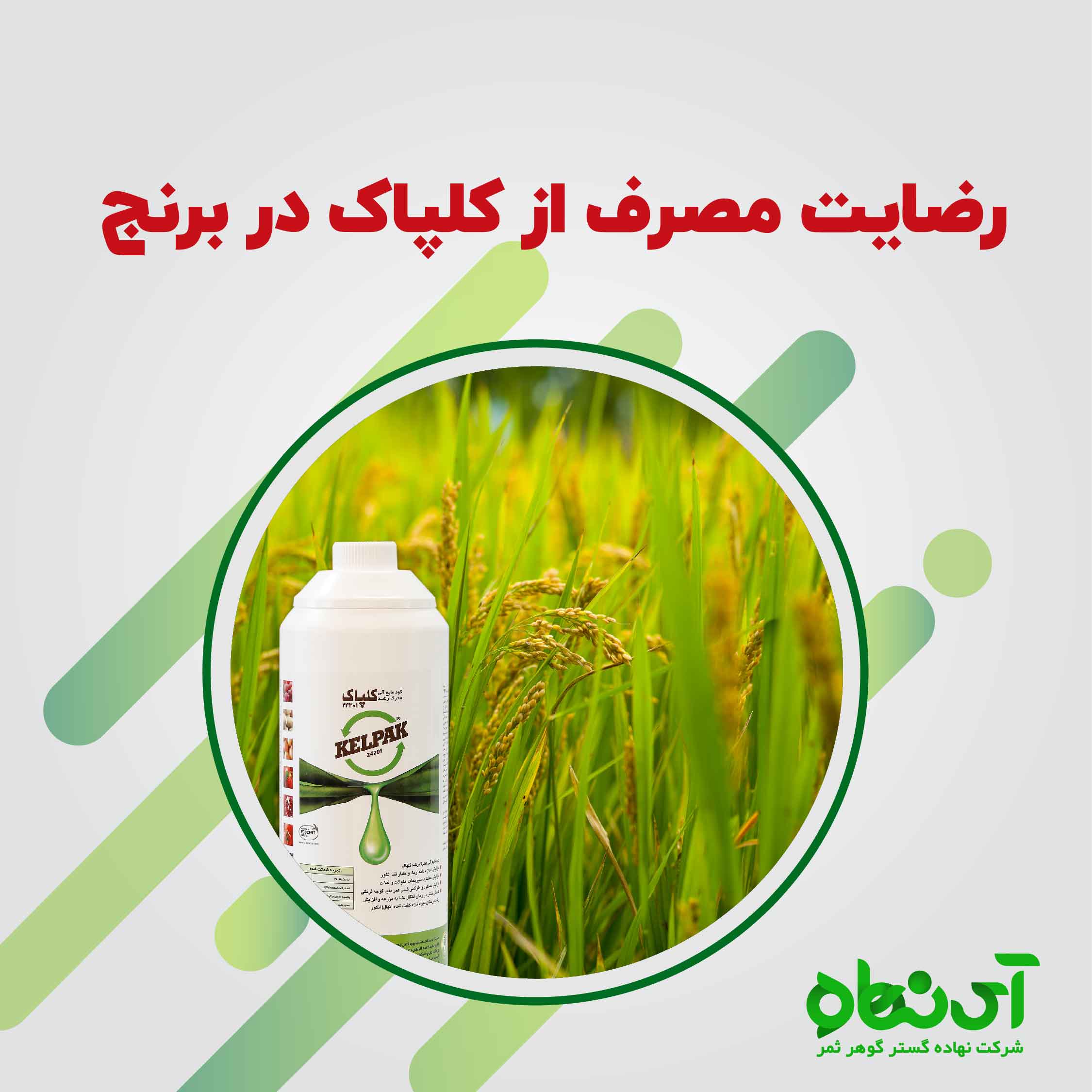 رضایت مصرف از کلپاک در برنج